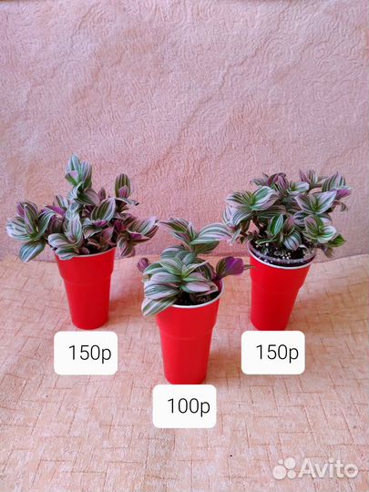 Традесканции сортовые