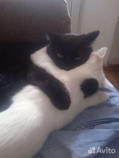 Два кота