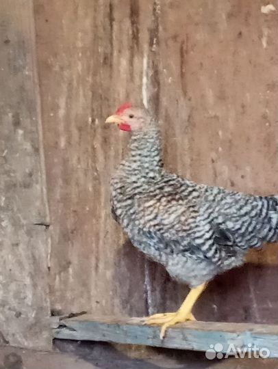 Породистые Петухи