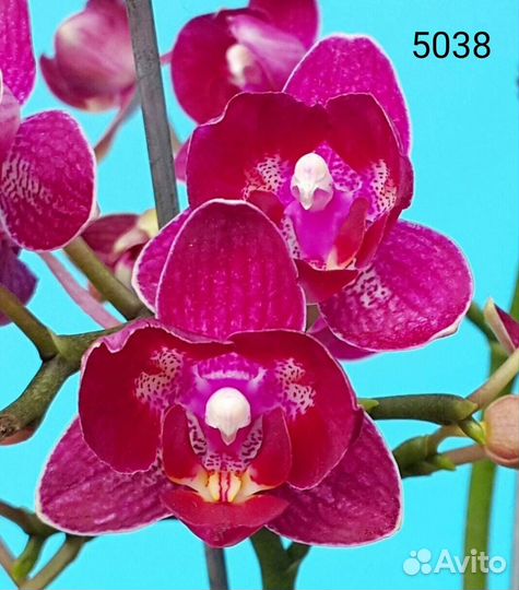 Орхидея фаленопсис