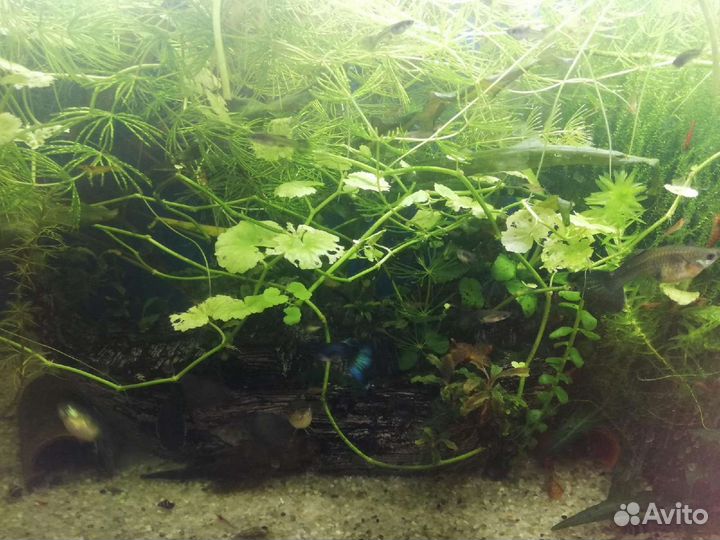 Гуппи чистая линия 