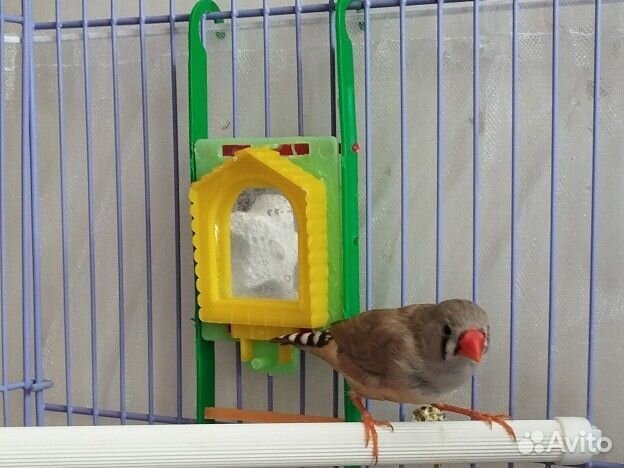 Зебровый амадин отдам