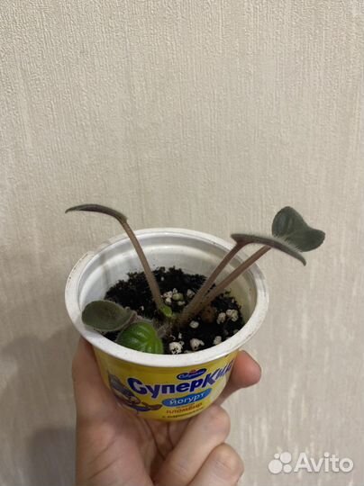 Фиалка сенполия