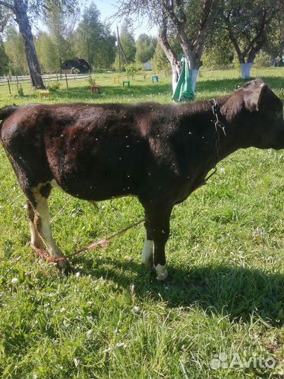 Бычок на мясо