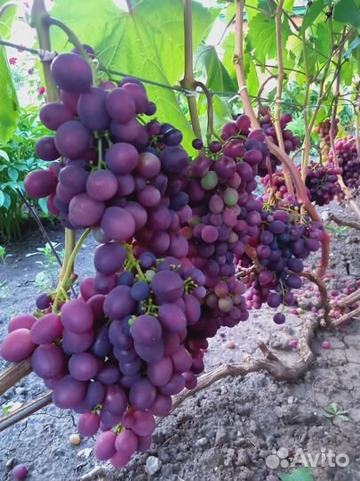 Виноград Памяти учителя саженцы