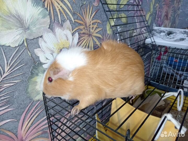 Морская свинка с клеткой