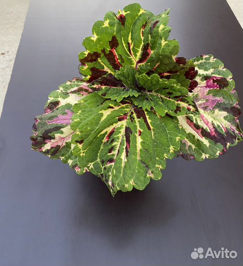 Колеусы сортовые