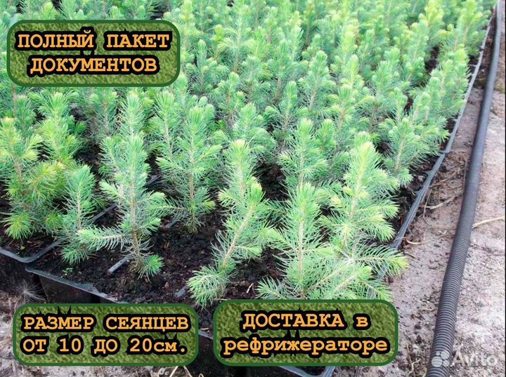 Сеянцы ели и сосны зкс