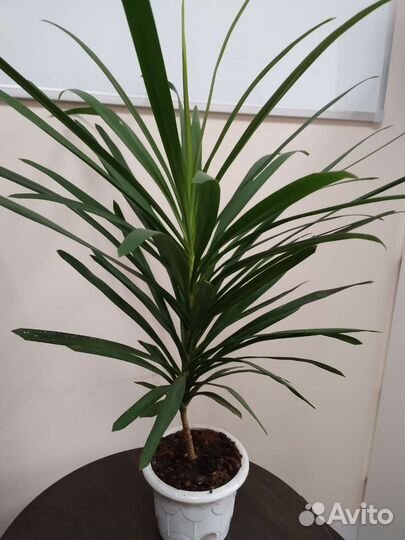 Драцена пальма