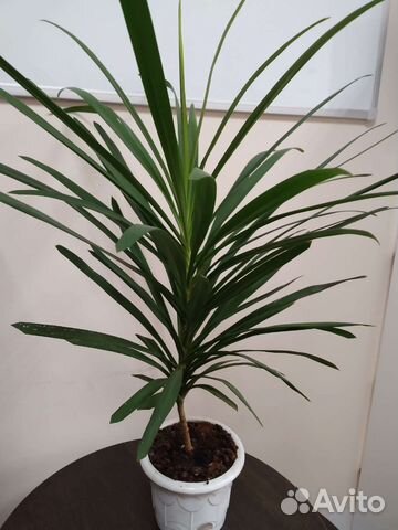Драцена пальма