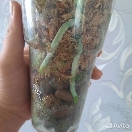 Орхидея фаленопсис