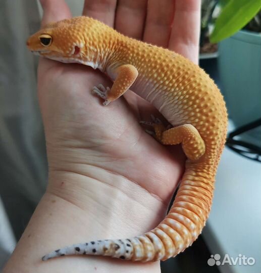 Эублефары- самцы