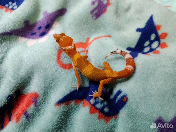 Геккон эублефар