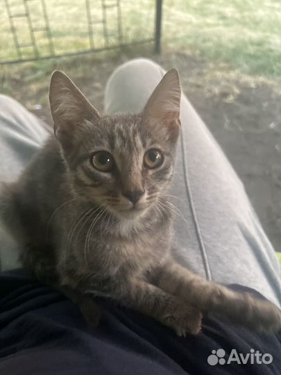 Котенок Александр