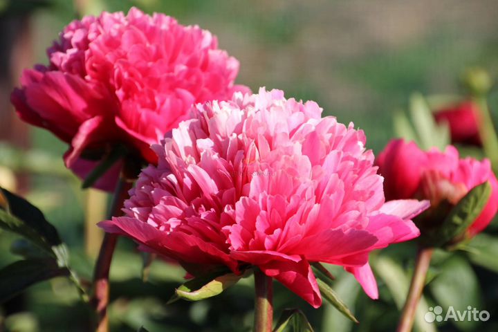 Пион Лорелей