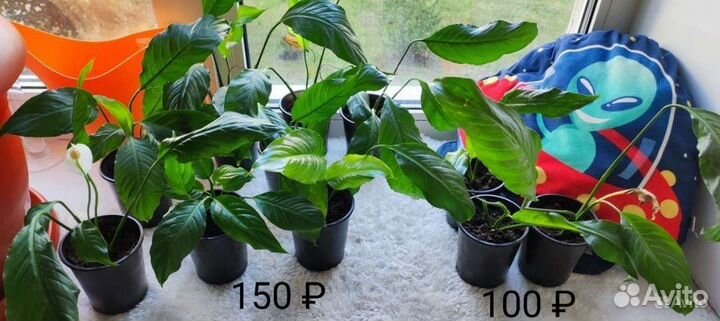 Спатифиллум (Spathiphyllum spp.)