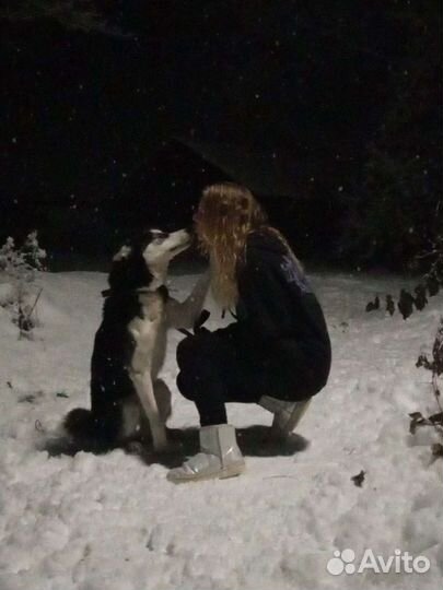 Вязка. французский бульдог, хаска