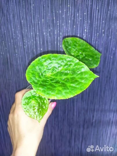 Бегония Phuthoensis