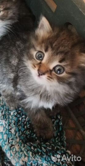 Сибирская кошка