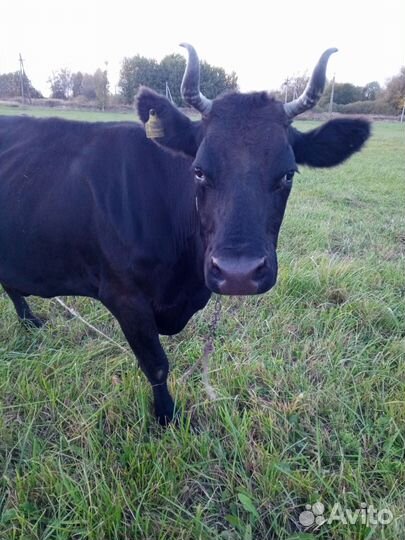 Корова, телка