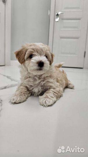 Щенки мальтипу f1