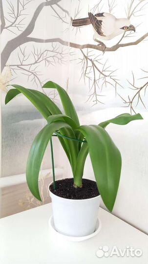 Гименокаллис Комнатная Лилия