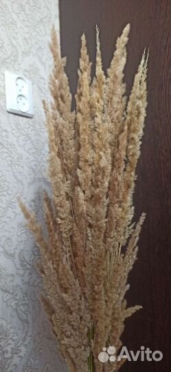 Сухоцветы букет