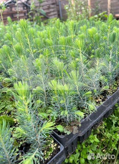 Голубая ель зкс сеянцы