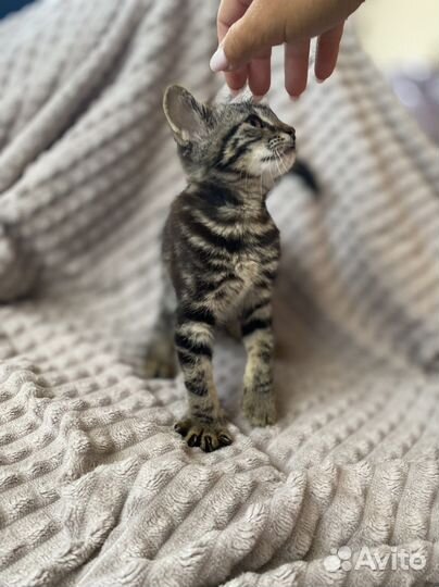 Мраморная девочка метис британец 2 месяца