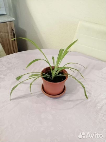 Хлорофитум