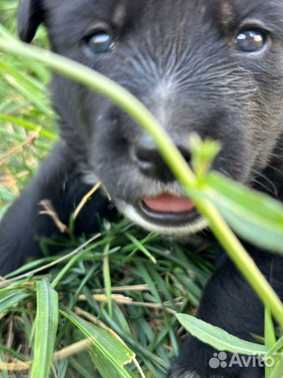 Щенки В добрые руки