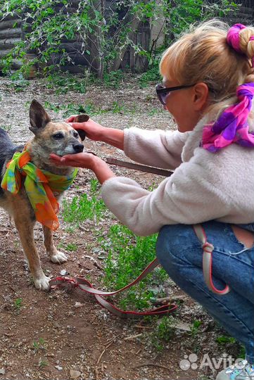 Собака в добрые руки отдам бесплатно