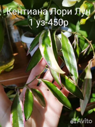 Хойя Лакуноза, Тсанги, Каудата и тд