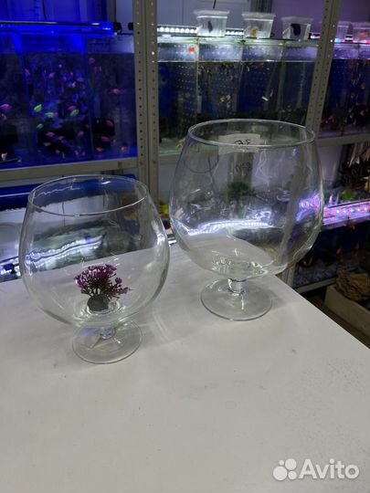 Аквариум для рыбок бокал