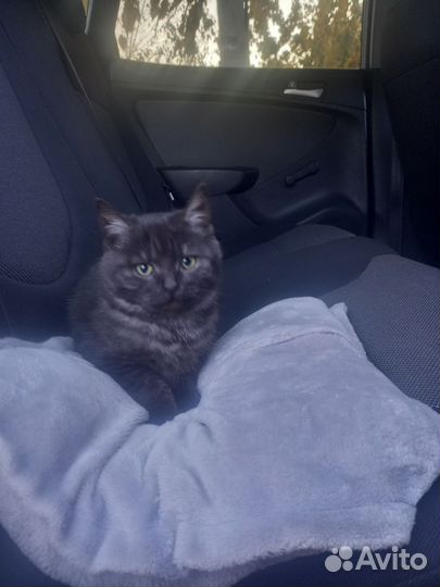 Кошка в дар