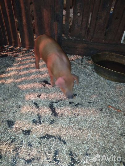 Поросята породы дюрок