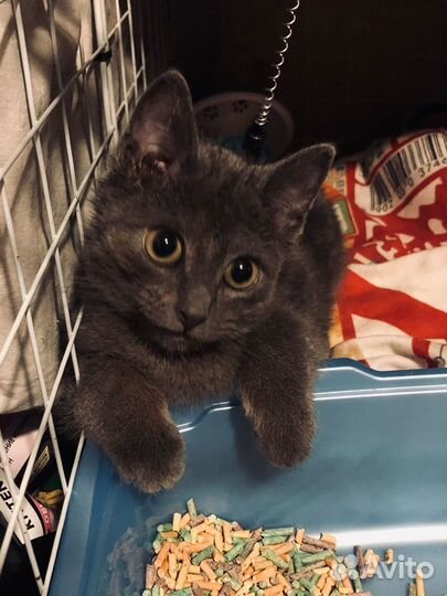 Серый котенок 3 месяца мальчик в добрые руки