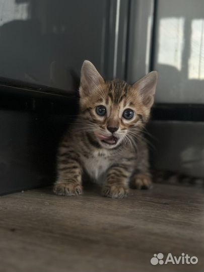 Бенгальские котята