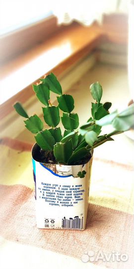 Цветок Декабрист