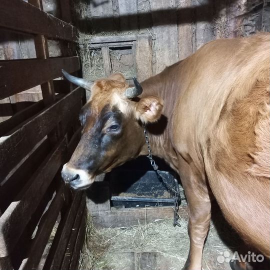 Коровы дойные молочные