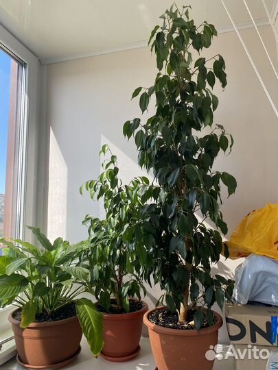 Фикус бенджамина