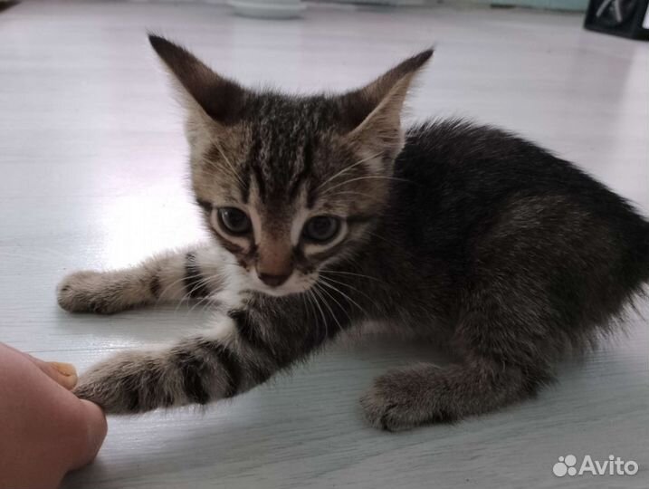 Котята смесь сфинкс Браш с Табби