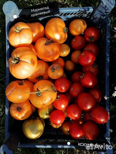 Томаты-победители 2023