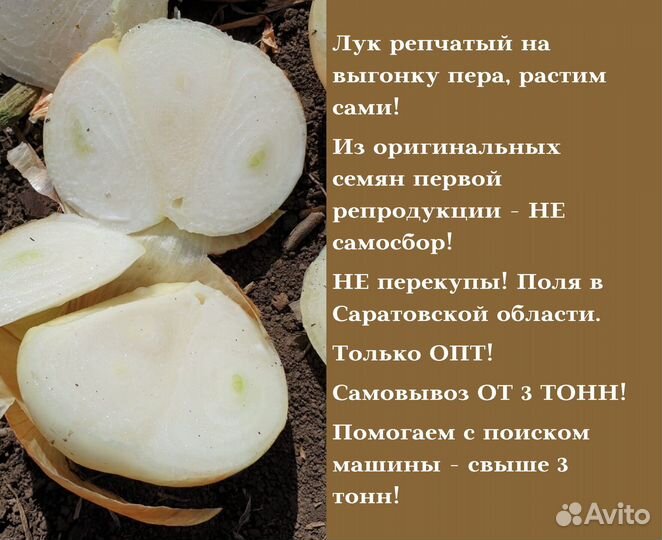 Лук на перо Штутгарт опт от 3 тонн