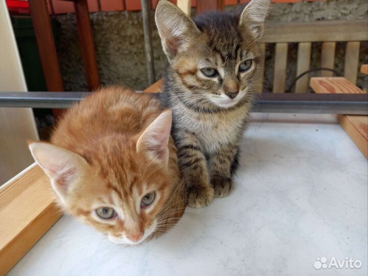 Котята в добрые руки бесплатно