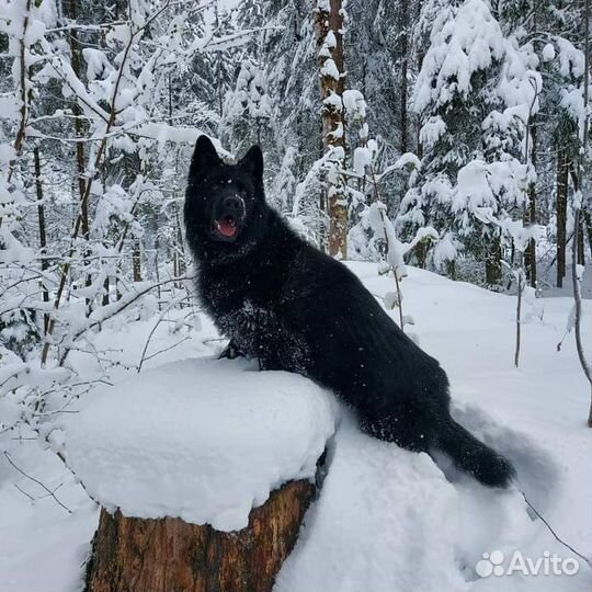Отдам в добрые ручки. Читать полностью