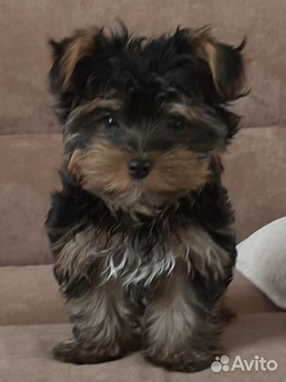 Йоркширский терьер