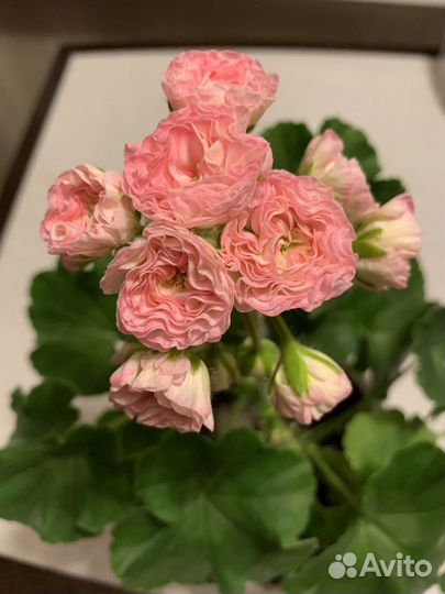 Пеларгонии сортовые