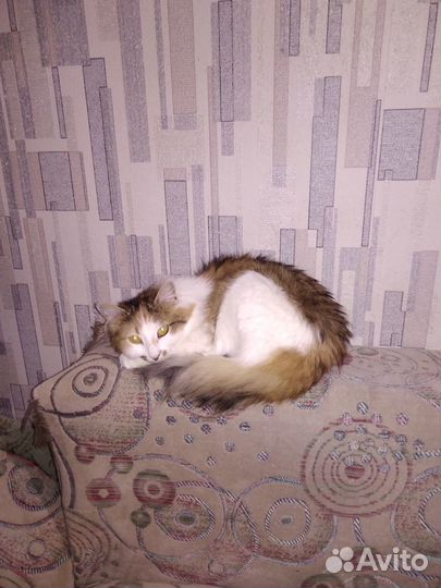 Отдам в добрые руки