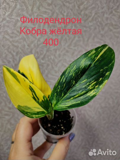 Филодендроны